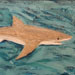Texas painter Ken Arthur Shark Acrylic and Molding Gel
