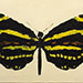 Texas painter artist Ken Arthur - Heliconius Charitonius - Zebra Butterfly